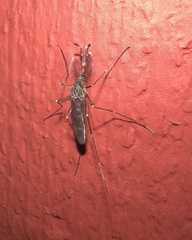 Culiseta incidens