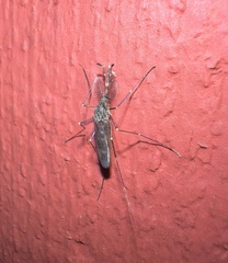 Culiseta incidens