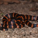 Annellated Coralsnake - Photo (c) Alex Castelein, some rights reserved (CC BY-NC), uploaded by Alex Castelein