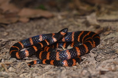 Micrurus annellatus