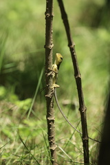 Calotes versicolor