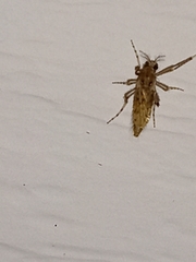 Chaoborus punctipennis