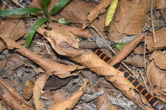 Micrurus annellatus