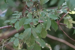 Sambucus nigra