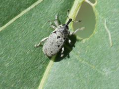 Trichobaris compacta