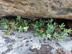 Rhododendron adamsii