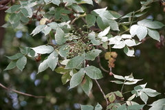 Sambucus nigra