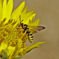 Nomada suavis