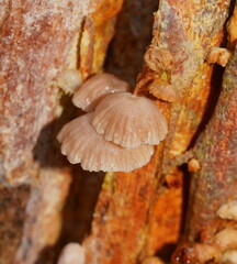 Marasmiellus affixus