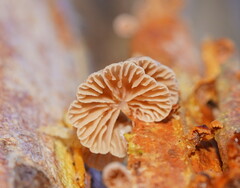 Marasmiellus affixus