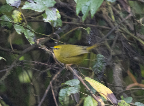 Pale-legged Warbler (Myiothlypis signata), photo 10