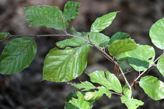 Fagus sylvatica