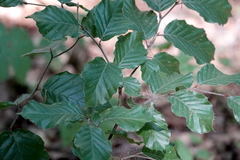 Fagus sylvatica