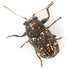 Pachybrachis stygicus