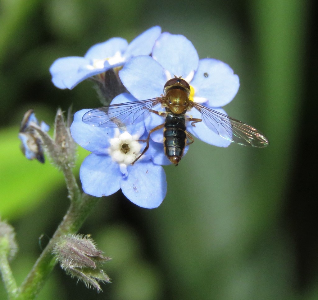 Toxomerus paragrammus