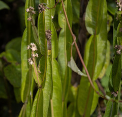 Baccharis trimera