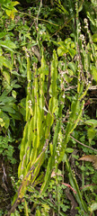 Baccharis trimera