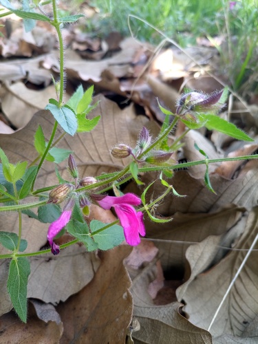 Salvia angustiarum, photograph 5