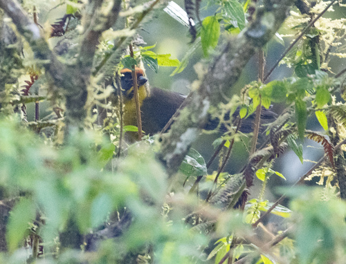 Bolivian Brushfinch (Atlapetes rufinucha), photo 5