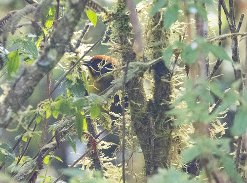 Bolivian Brushfinch (Atlapetes rufinucha), photo 6