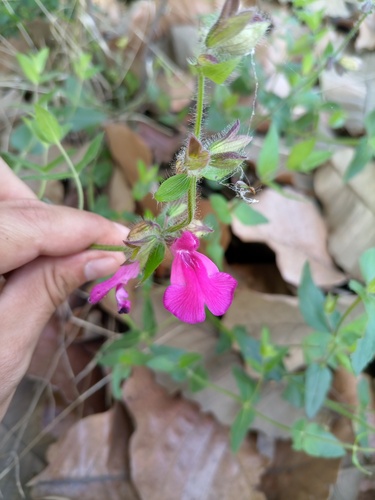 Salvia angustiarum, photograph 6