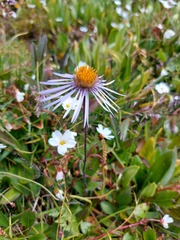 Aster flaccidus