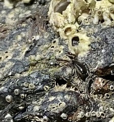 Halobisium occidentale