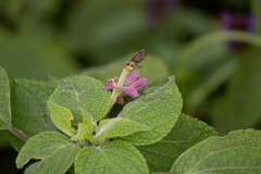 Salvia raymondii