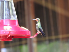 Lophornis delattrei image