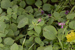 Salvia raymondii