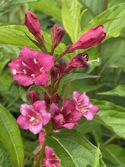 Weigela