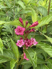 Weigela