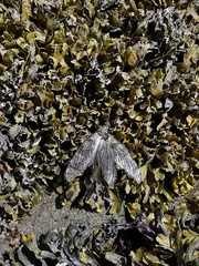 Dysmicohermes disjunctus