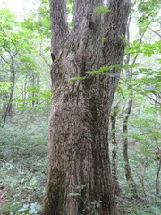 Quercus crispula
