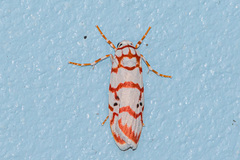 Cyana pseudojavanica