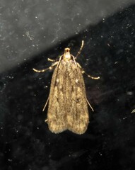 Martyringa ravicapitis