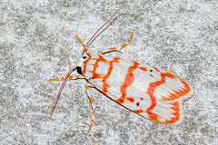 Cyana pseudojavanica