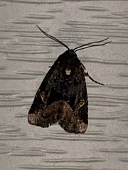 Homophoberia apicosa