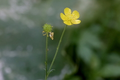 Ranunculus acris