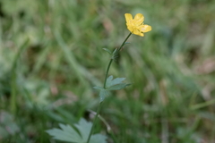 Ranunculus acris