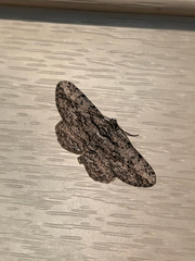 Anavitrinella pampinaria