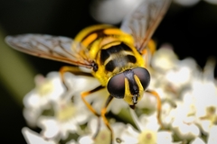 Myathropa