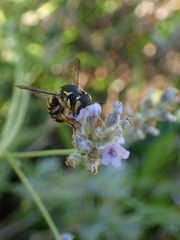Anthidium