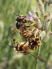 Anthidium
