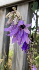 Campanula rapunculoides