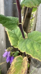 Campanula rapunculoides