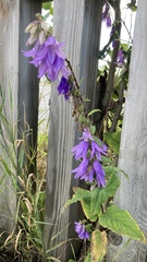 Campanula rapunculoides