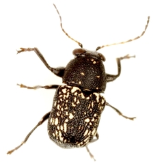 Pachybrachis stygicus