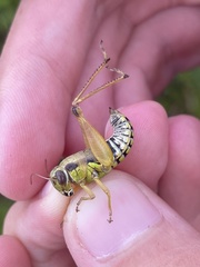 Eotettix pusillus