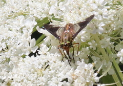 Chrysops moechus